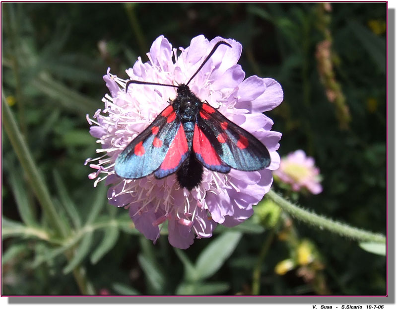 Zygaena lonicerae